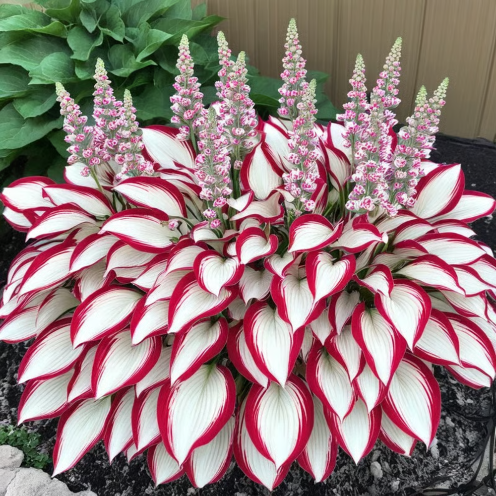 Hosta Seeds Perennial Shade Plant for Garden