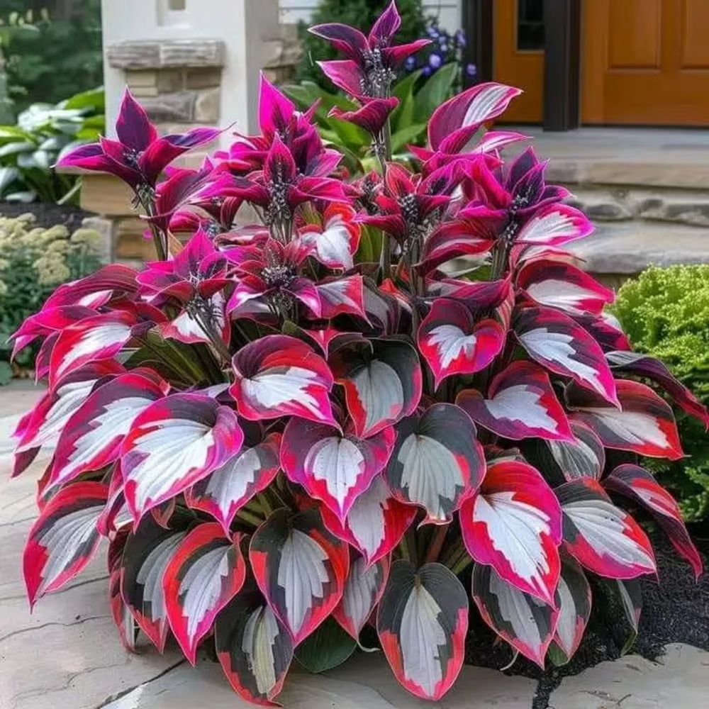 Hosta Seeds Perennial Shade Plant for Garden