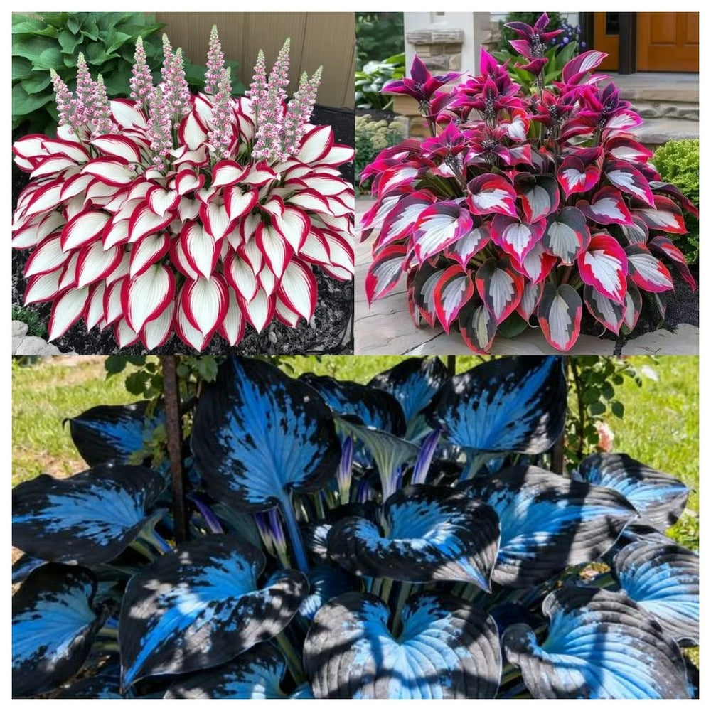 Hosta Seeds Perennial Shade Plant for Garden
