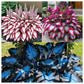 Hosta Seeds Perennial Shade Plant for Garden