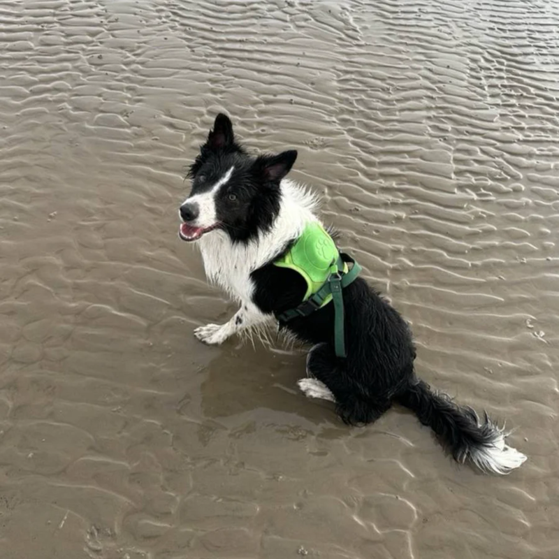 DoggyKings™ 3 in 1 Dog Harness with Built-In Leash