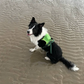 DoggyKings™ 3 in 1 Dog Harness with Built-In Leash