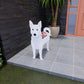 Swiss Shepherd Planter AP104